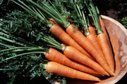 Haaland é apaixonado por cenoura; nutri explica melhores formas de preparo