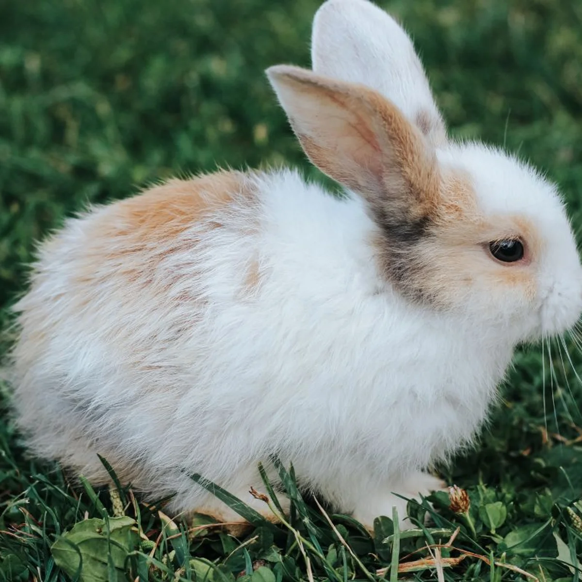 Justiça autoriza sacrifício de animais em experimentos de instituto em MG
