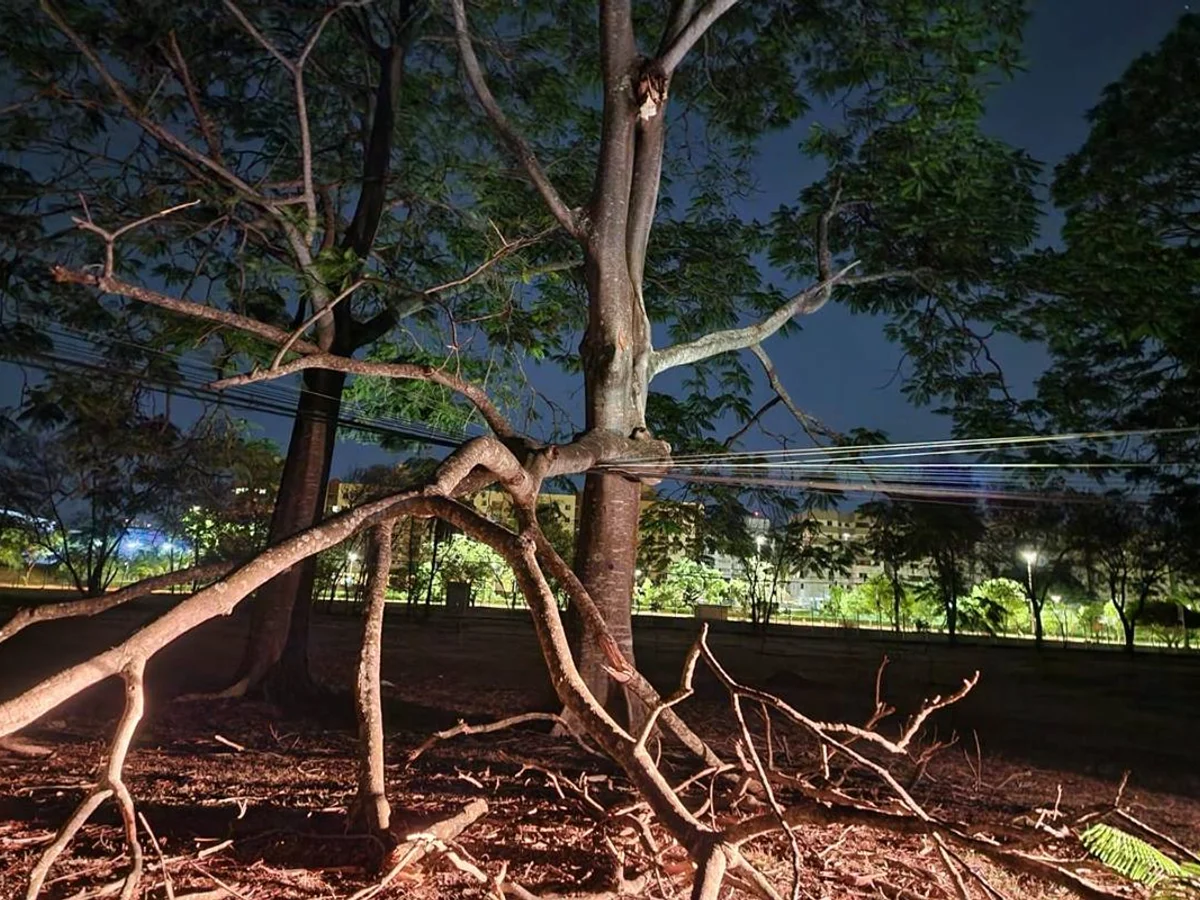 Árvore cai sobre rede elétrica e deixa sem luz parte do Parque da Cidade