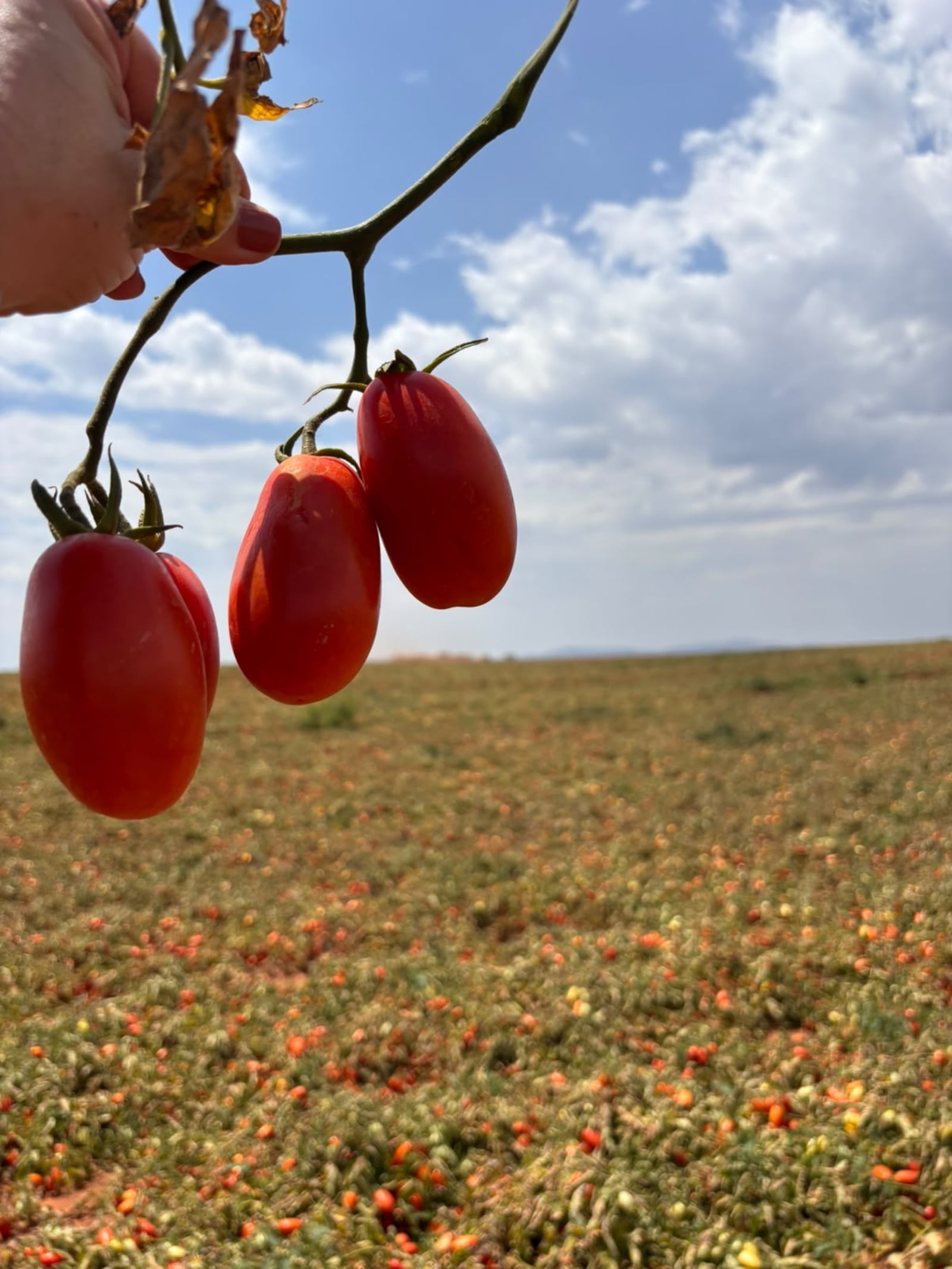 O desafio é produzir mais e na mesma área plantada Foto: Arquivo pessoal
