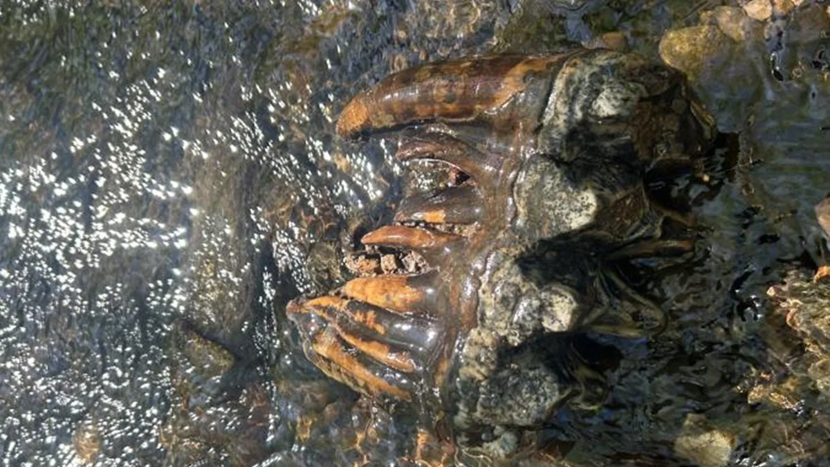 Dente fossilizado de mastodonte de 10 mil anos é encontrado nos EUA