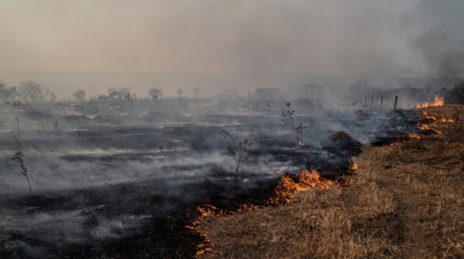 Combate &agrave;s queimadas com uso de IA &eacute; uma das pautas propostas pelos candidatos