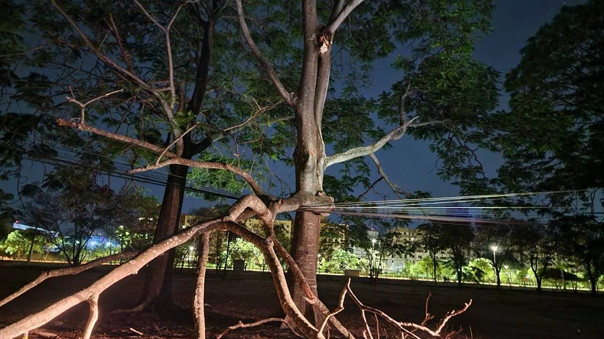 Árvore cai sobre rede elétrica e deixa sem luz parte do Parque da Cidade