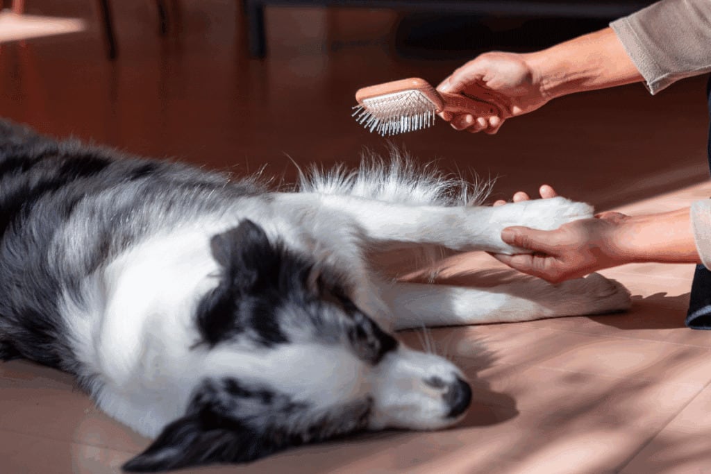 Como tirar nós do pelo do cachorro: veja cuidados para desembaraçar sem causar desconforto ou precisar cortar a pelagem
