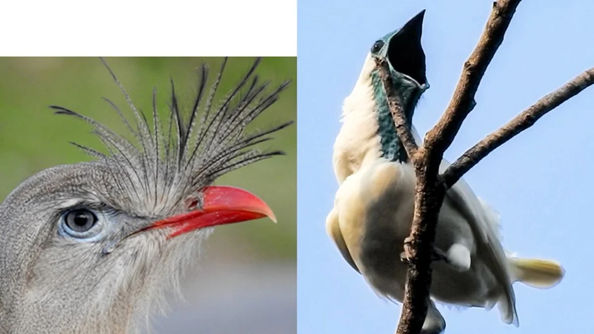 Duas aves brasileiras estão entre exemplares com o canto mais alto do mundo