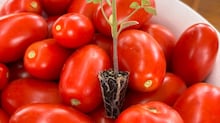 Tomate enfrenta mudanças no clima, e campo busca novas formas de adaptação