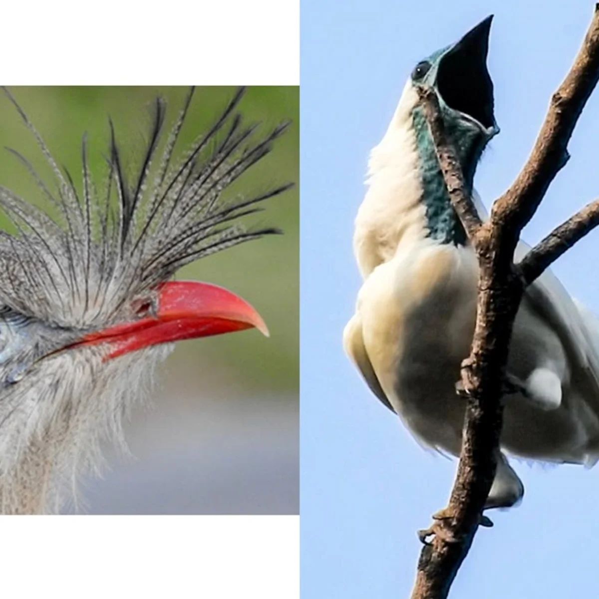Duas aves brasileiras estão entre exemplares com o canto mais alto do mundo