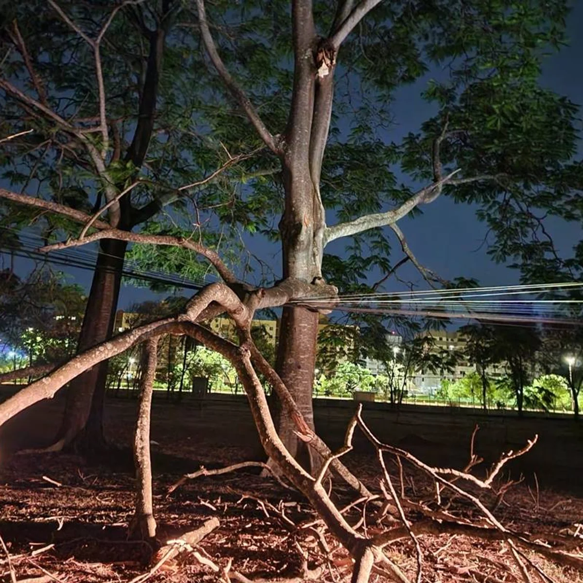 Árvore cai sobre rede elétrica e deixa sem luz parte do Parque da Cidade