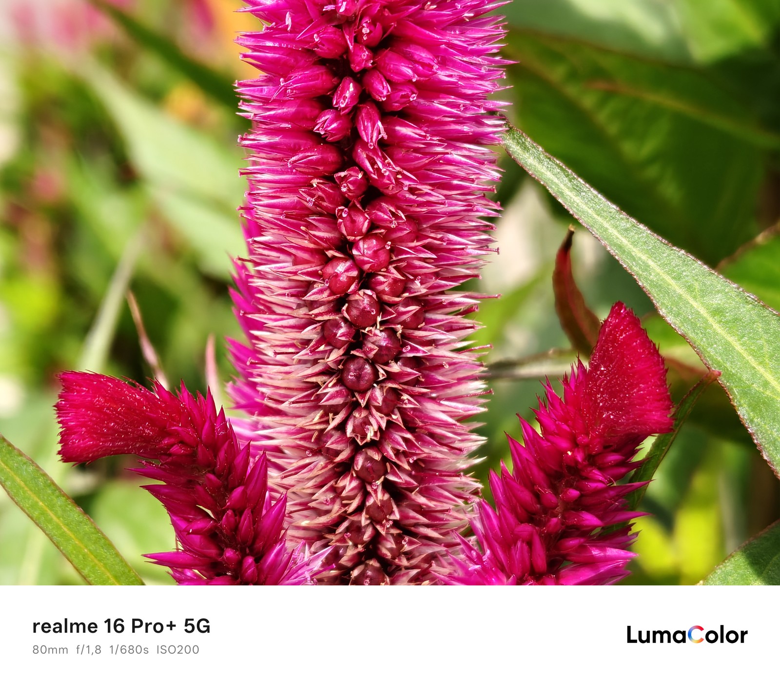 Planta vinho; foto tirada com o modo macro do realme 16 Pro+ — Foto: Ana Letícia Loubak/TechTudo