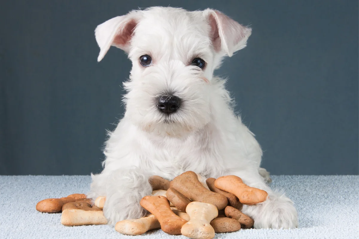 Imagem da matéria: Petiscos para cães: veterinária explica quais opções oferecer e quando dar