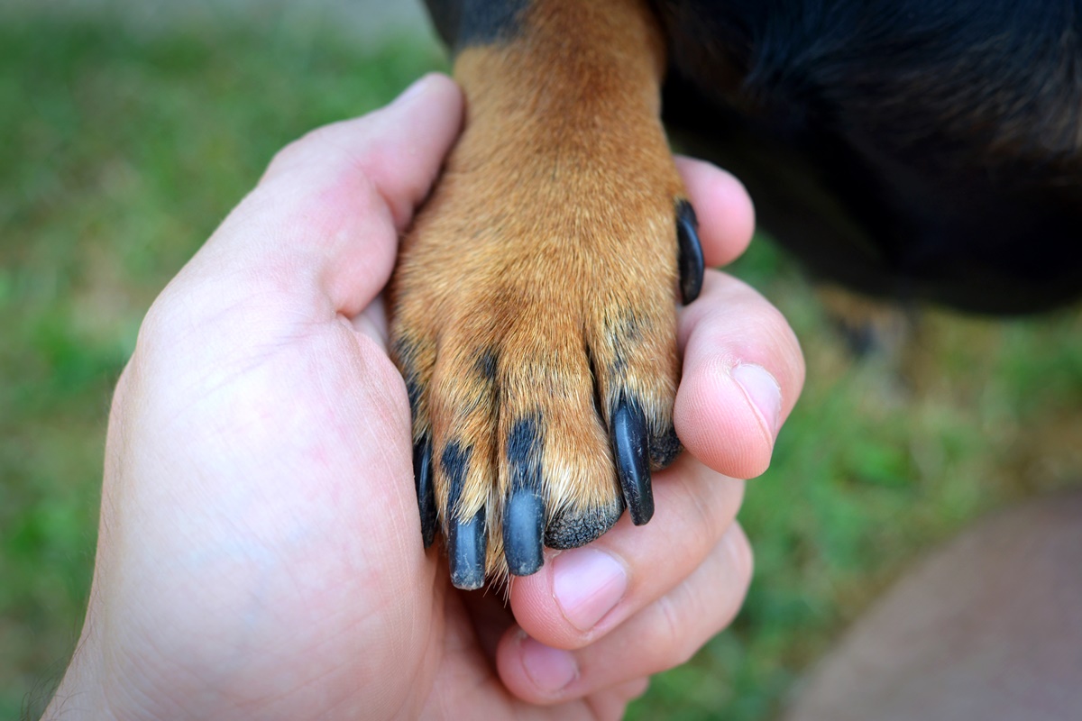 Com a chegada da primavera, cães podem sofrer mais com coceira e alergias