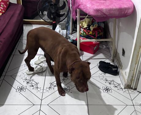 Criança de 3 anos morre após ser atacada por pitbull em Cosmos, no Rio; tutor do animal foi preso