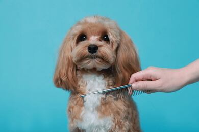 Como tirar nós do pelo do cachorro: veja cuidados para desembaraçar sem causar desconforto ou precisar cortar a pelagem