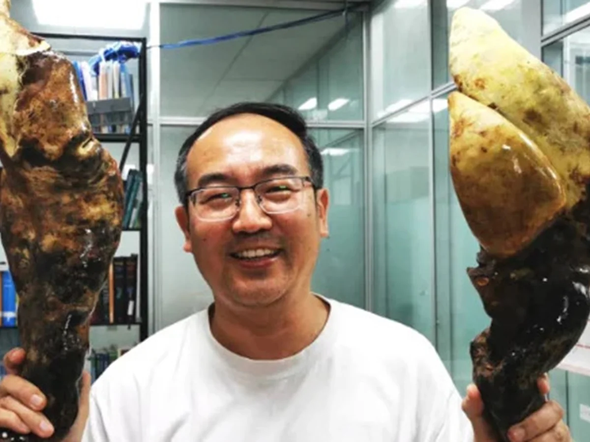 D-Rex: fungo ancestral do tamanho de cone de trânsito é achado na China