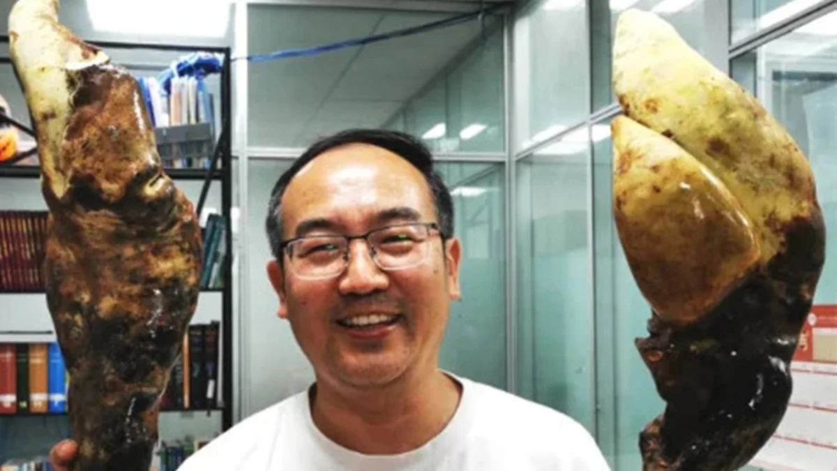 D-Rex: fungo ancestral do tamanho de cone de trânsito é achado na China
