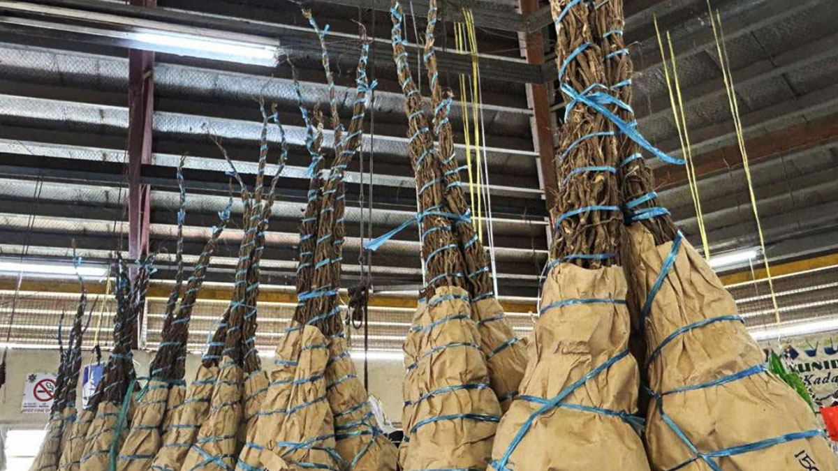 Yaqona farmers and stakeholders get another opportunity to make submissions on Kava Bill