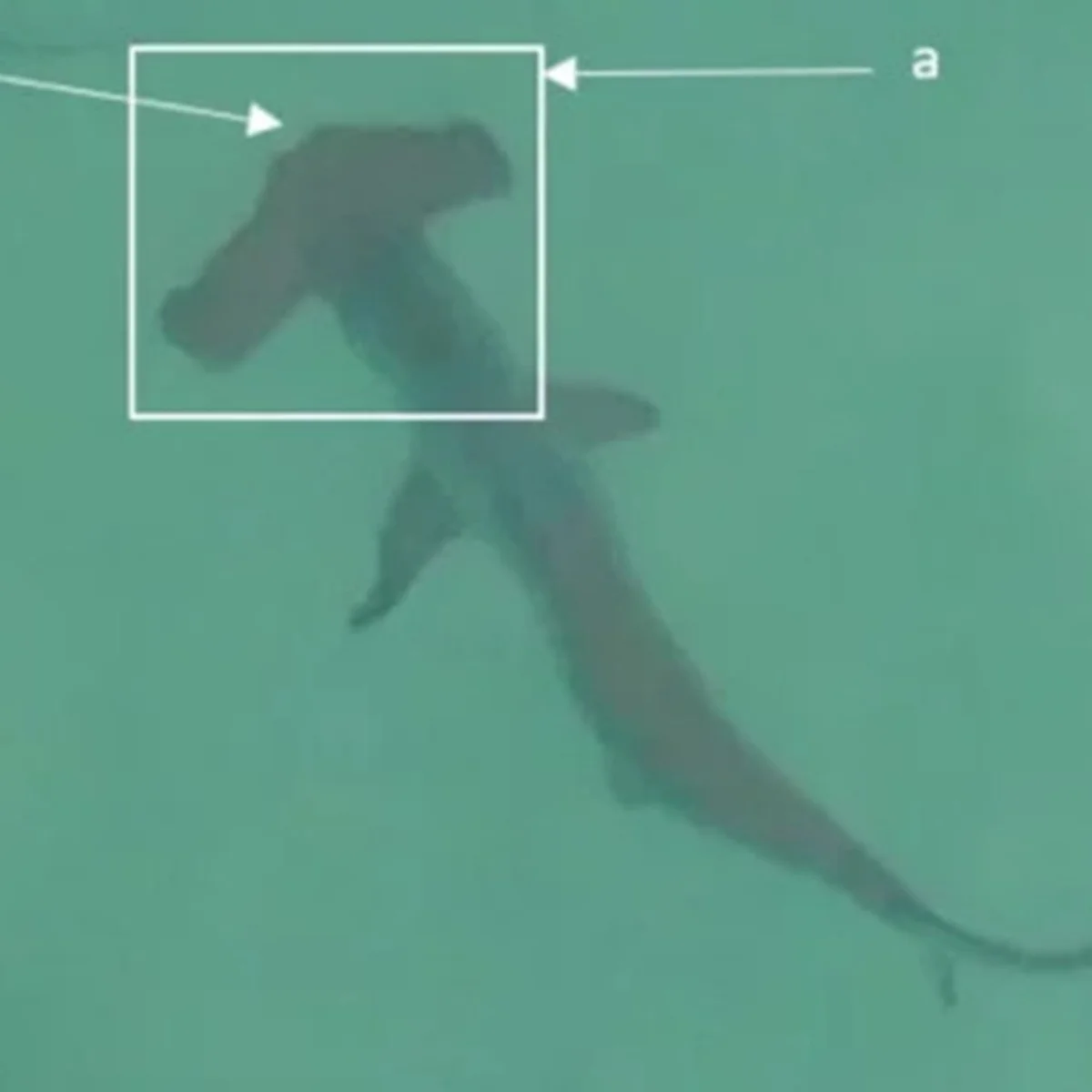 Drones flagram cardumes de até 80 tubarões nadando em praias na Austrália
