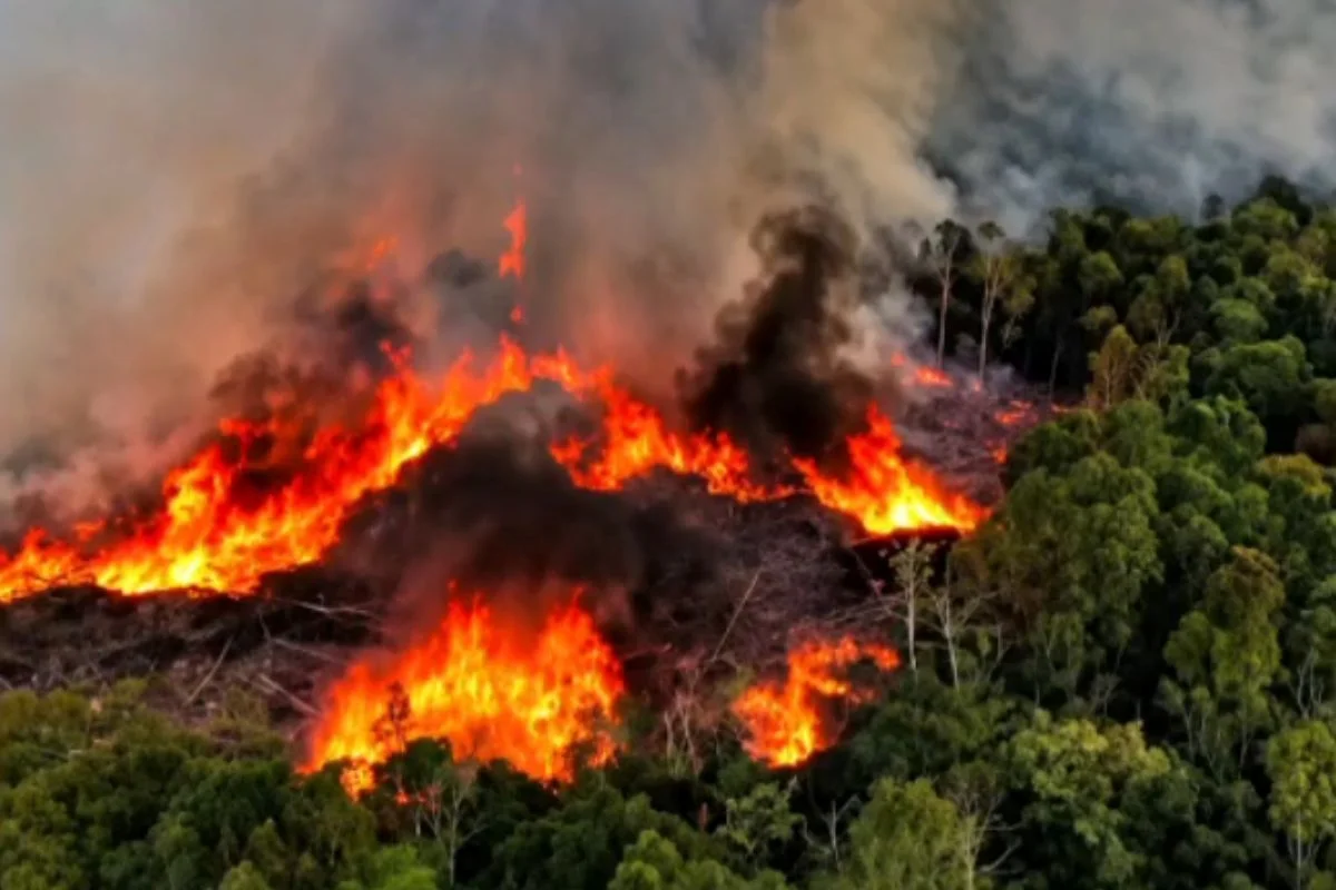 Foto colorida de bombeiros durante incêndio florestal em Manaus (AM) - Metrópoles