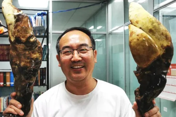 D-Rex: fungo ancestral do tamanho de cone de trânsito é achado na China