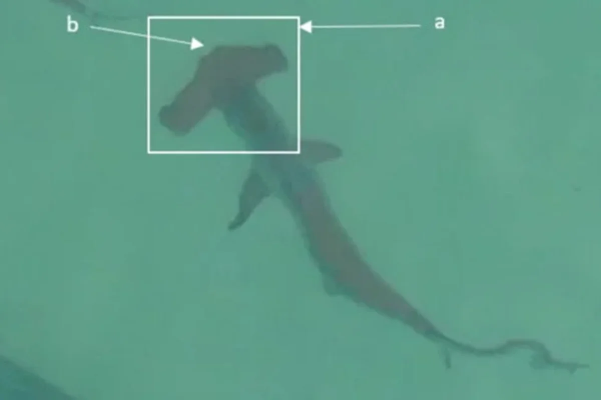 Drones flagram cardumes de até 80 tubarões nadando em praias na Austrália