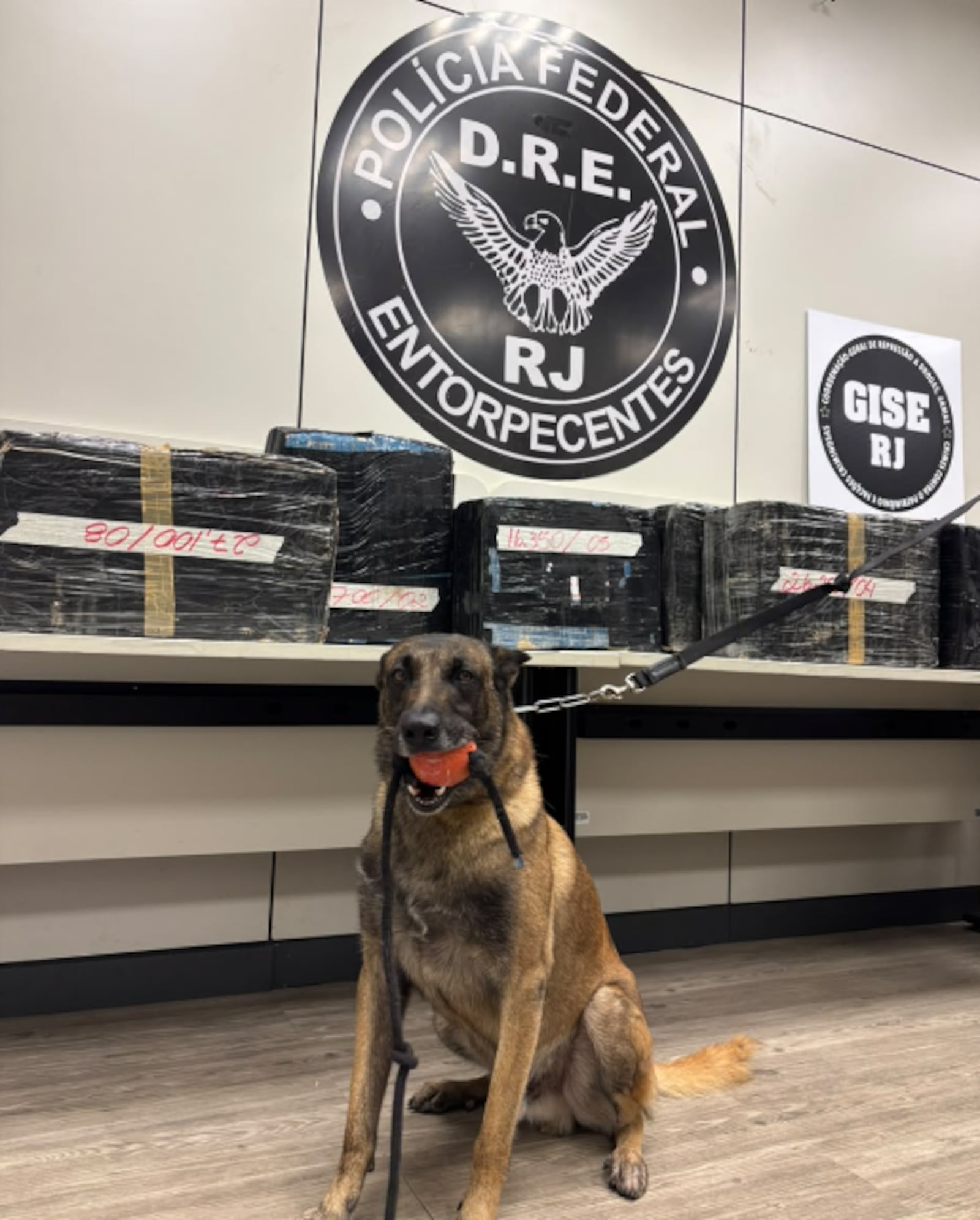 Agentes encontraram drogas em caixas de papelão na cabine do veículo com ajuda de cão farejador Reprodução/Polícia Federal