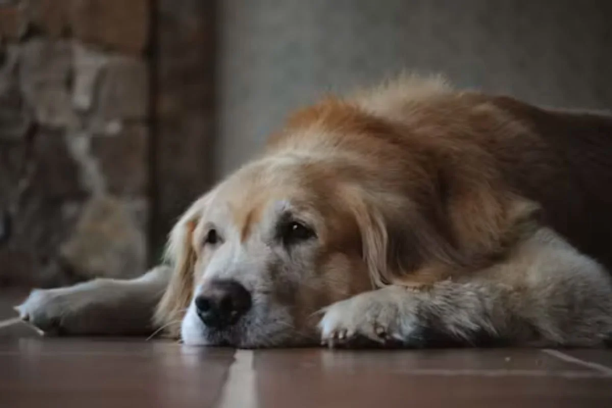 Dia do Cão Idoso: entenda como a idade muda a rotina e o humor do seu pet