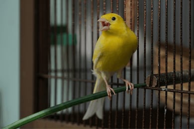 Aurora, Kiwi ou Pipoca? Veja nomes fofos e diferentes para escolher para o seu passarinho