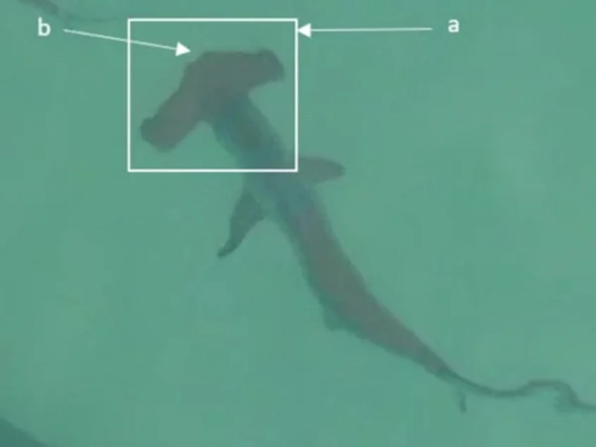 Drones flagram cardumes de até 80 tubarões nadando em praias na Austrália