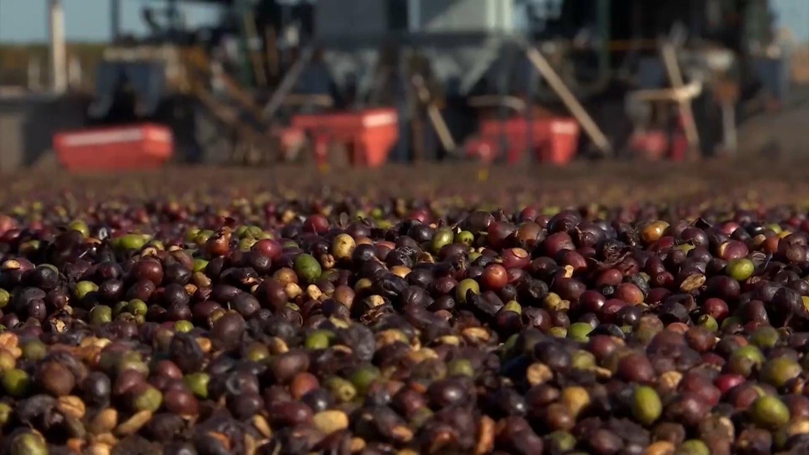Chão coberto por grãos de café em diferentes tons, incluindo roxos, verdes e marrons. Ao fundo, equipamentos agrícolas e recipientes vermelhos estão levemente desfocados, sugerindo um ambiente de colheita.
