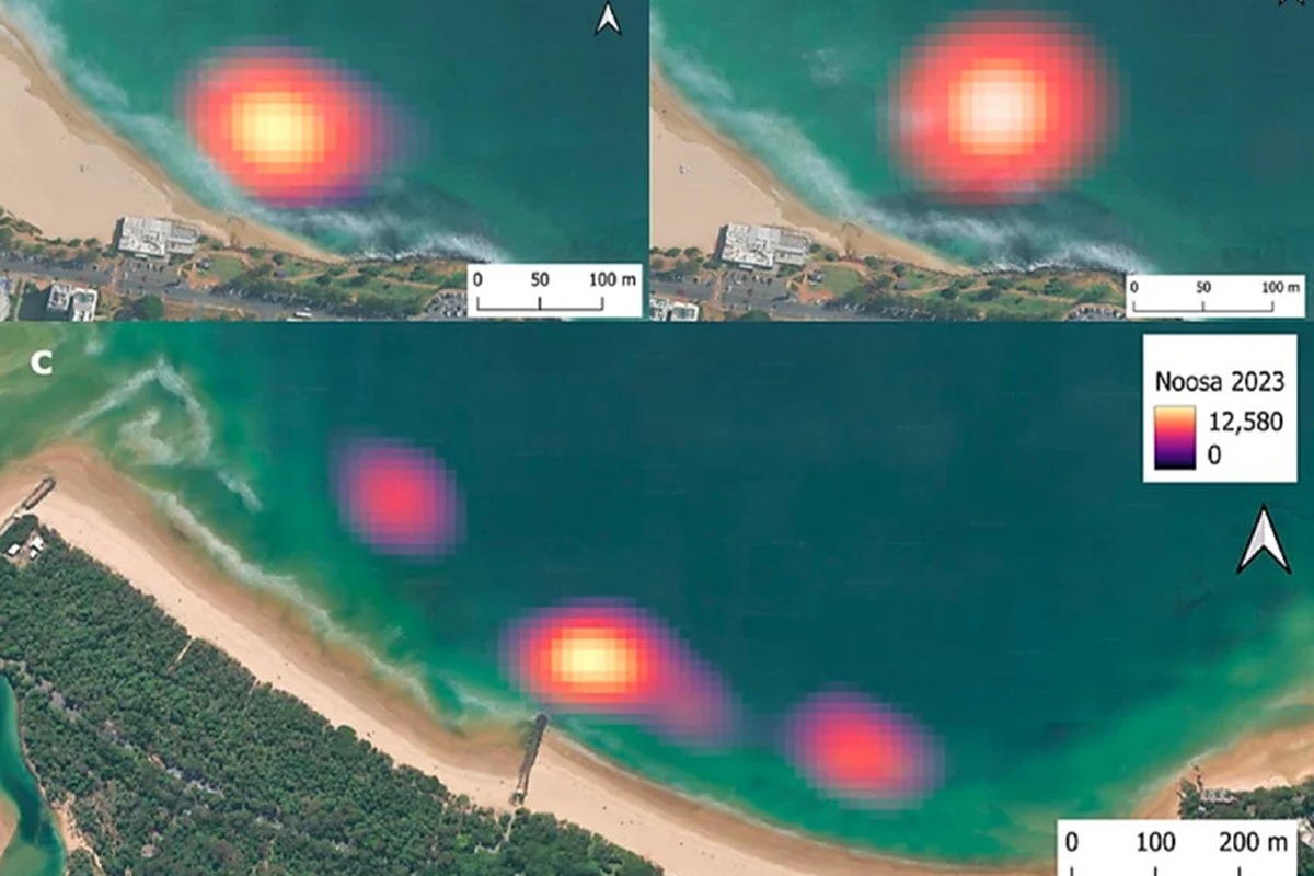 Drones flagram cardumes de até 80 tubarões nadando em praias na Austrália